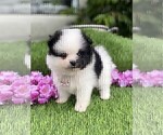 Small #19 Pomeranian