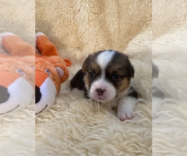 Medium Photo #2 Pembroke Welsh Corgi Puppy For Sale in LAKE WORTH, FL, USA
