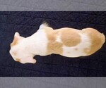 Small Photo #46 French Bulldog Puppy For Sale in CHINO HILLS, CA, USA