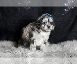 Small Photo #70 Maltipoo Puppy For Sale in WARSAW, IN, USA