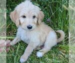 Small Photo #2 Bernedoodle Puppy For Sale in PLACERVILLE, CA, USA