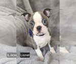 Small #4 Boston Terrier