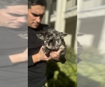 Small #2 French Bulldog