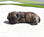 Small #2 Pug