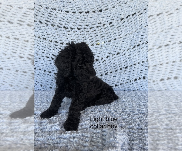 Medium Photo #2 Poodle (Standard) Puppy For Sale in FONTANA, CA, USA