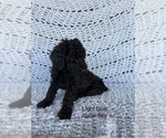 Small Photo #2 Poodle (Standard) Puppy For Sale in FONTANA, CA, USA