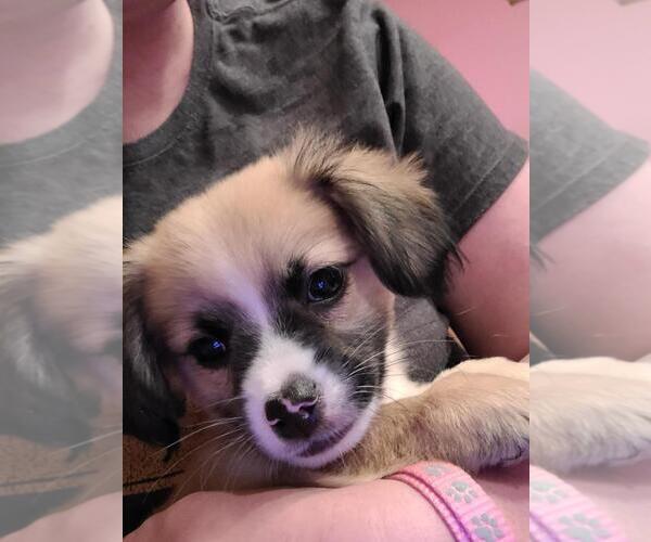 Medium Photo #3  Puppy For Sale in , 