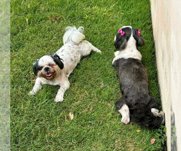 Medium Photo #2 Shih Tzu Puppy For Sale in FRAMINGHAM, MA, USA