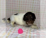 Small #5 Goldendoodle