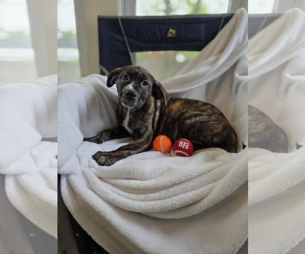 Medium Photo #7 Bulldog-Catahoula Leopard Dog Mix Puppy For Sale in SHERBURNE, NY, USA