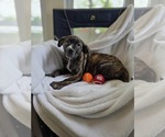 Small #6 Bulldog-Catahoula Leopard Dog Mix