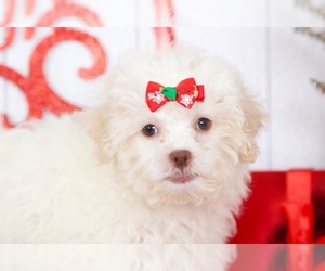 Shih Tzu Puppy for sale in MOUNT VERNON, OH, USA