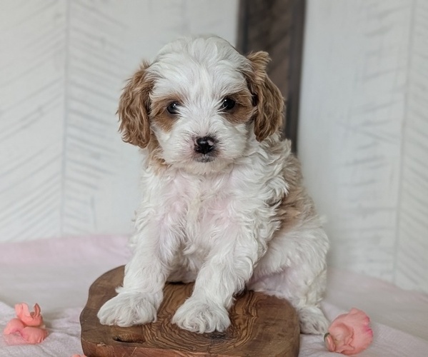Medium Photo #6 Cavapoo (Miniature) Puppy For Sale in GOSHEN, IN, USA
