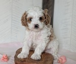 Small #5 Cavapoo (Miniature)