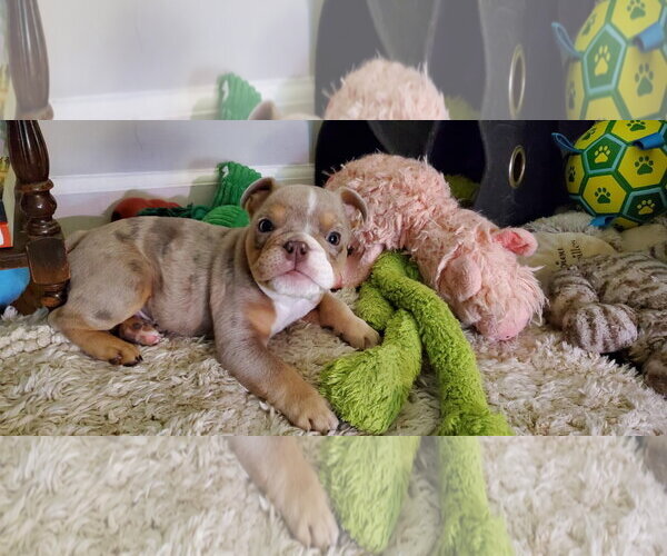 Medium Photo #1 Bulldog Puppy For Sale in Catasauqua, PA, USA