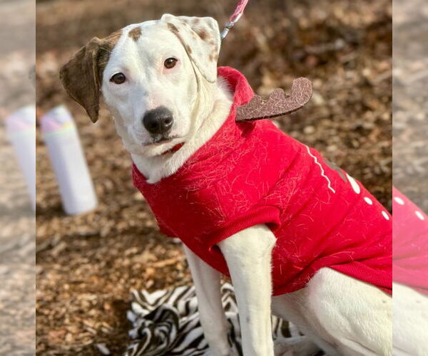 Medium Photo #3 Mutt Puppy For Sale in Canton, CT, USA