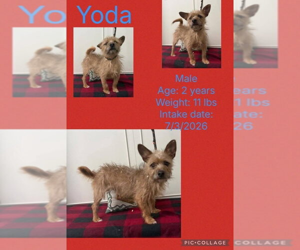 Medium Photo #4 Mutt Puppy For Sale in Aurora, IN, USA
