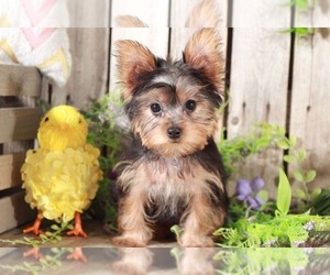 Yorkshire Terrier Puppy for sale in MOUNT VERNON, OH, USA