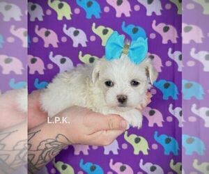 Maltese Puppy for sale in WINNSBORO, LA, USA