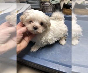 Maltese Puppy for sale in REDWOOD CITY, CA, USA