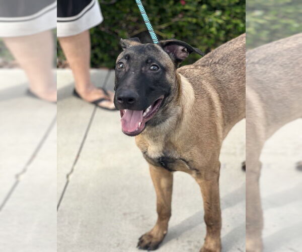 Medium Photo #2 Mutt Puppy For Sale in Dana Point, CA, USA
