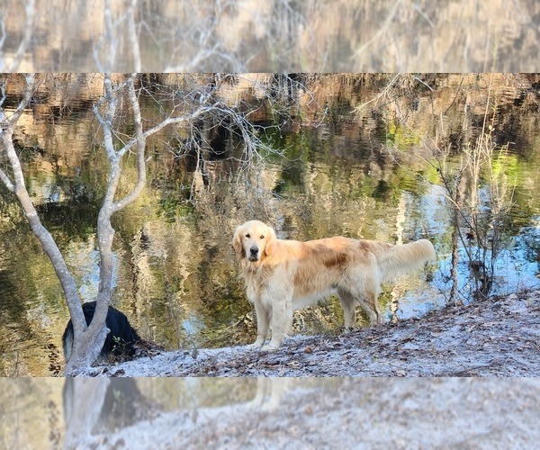 Medium Photo #1 Golden Retriever Puppy For Sale in CRAWFORDVILLE, FL, USA