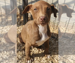 Small Photo #2 Doberman Pinscher-Labrador Retriever Mix Puppy For Sale in garner, NC, USA