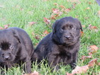 Small Photo #11 Labrador Retriever Puppy For Sale in FORT RECOVERY, OH, USA