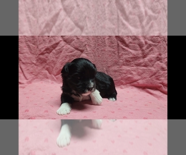Medium Photo #2 Maltipoo Puppy For Sale in BROOKFIELD, MO, USA