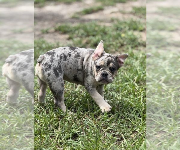Medium Photo #7 French Bulldog Puppy For Sale in LAKE WALES, FL, USA
