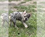 Small Photo #29 French Bulldog Puppy For Sale in LAKE WALES, FL, USA