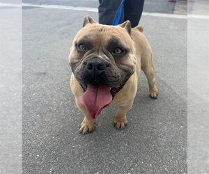 Mutt Dogs for adoption in San Bernardino, CA, USA