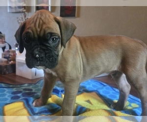 Medium Boxer