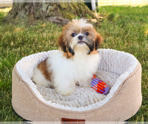 Shih Tzu Puppy for sale in SYRACUSE, IN, USA