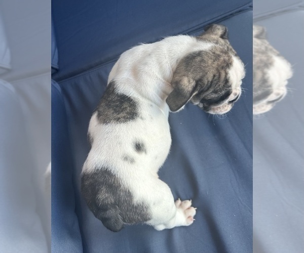 Medium Photo #92 English Bulldog Puppy For Sale in WEEKI WACHEE, FL, USA