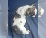 Small Photo #92 English Bulldog Puppy For Sale in WEEKI WACHEE, FL, USA