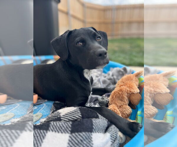 Medium Photo #5 German Shorthaired Lab Puppy For Sale in Amarillo, TX, USA