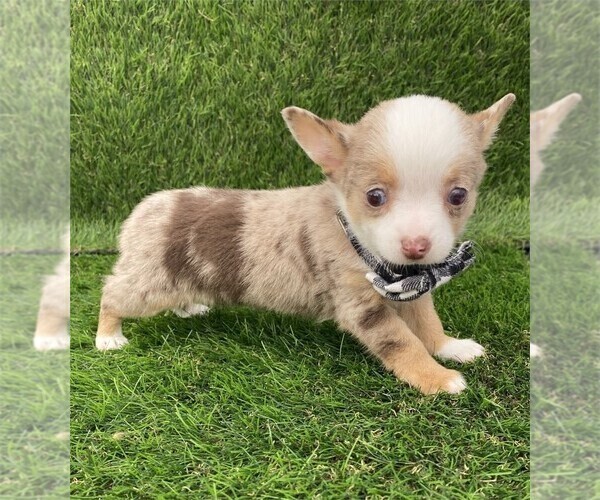 Medium Photo #1 Chihuahua Puppy For Sale in LONG BEACH, CA, USA
