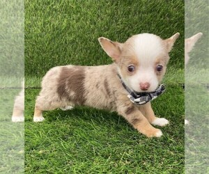 Chihuahua Puppy for sale in LONG BEACH, CA, USA