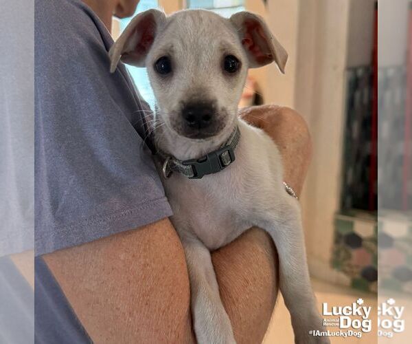 Medium Photo #3 Chihuahua-Unknown Mix Puppy For Sale in Washington, DC, USA