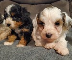 Small #8 Bernedoodle (Miniature)