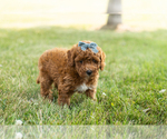 Small #3 Goldendoodle-Poodle (Miniature) Mix