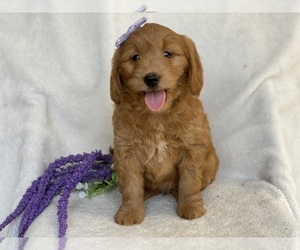 Goldendoodle (Miniature) Dog for Adoption in EAST EARL, Pennsylvania USA
