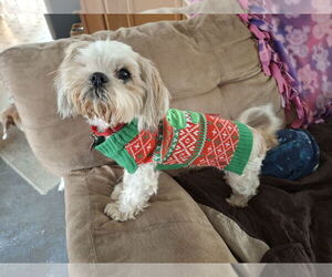 Shih Tzu Dogs for adoption in Coldwater, MI, USA