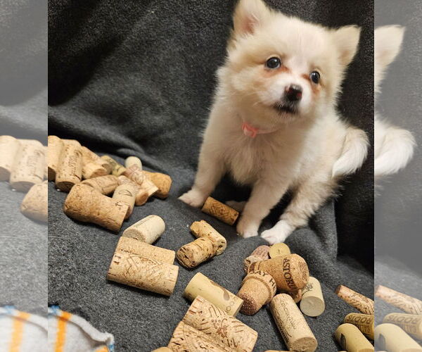 Medium Photo #2 Pomimo Puppy For Sale in Princeton, MN, USA