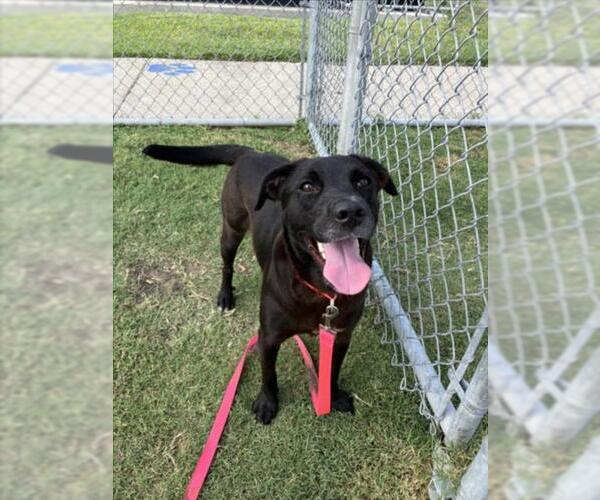Medium Photo #2 Labrador Retriever-Unknown Mix Puppy For Sale in Corpus Christi, TX, USA