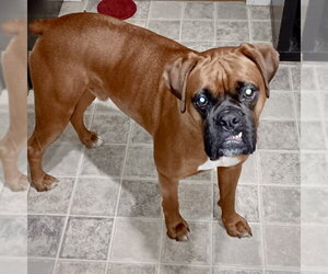 Boxer Dogs for adoption in Dumont, NJ, USA