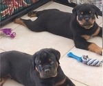 Small #8 Rottweiler