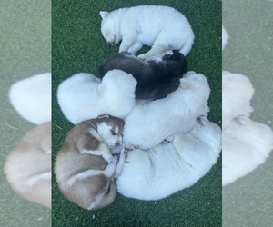 Siberian Husky Puppy for sale in CLEARWATER, FL, USA