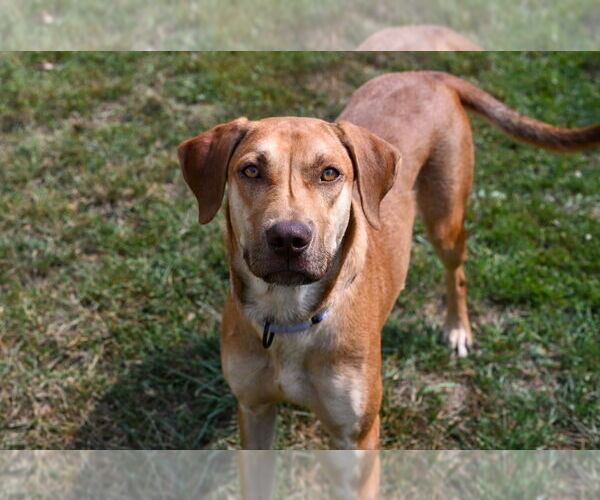 Medium Photo #2 Labrador Retriever-Rhodesian Ridgeback Mix Puppy For Sale in Gloversville, NY, USA
